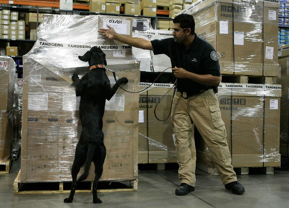 Could moth antennae replace sniffer dogs? Cargo Inspector Sachin Vaidya of the Transportation Security Administration and his dog Jenny inspect packages for illegal substances at Dulles International Airport, Virginia. Photo by Alex Wong/Getty Images North America