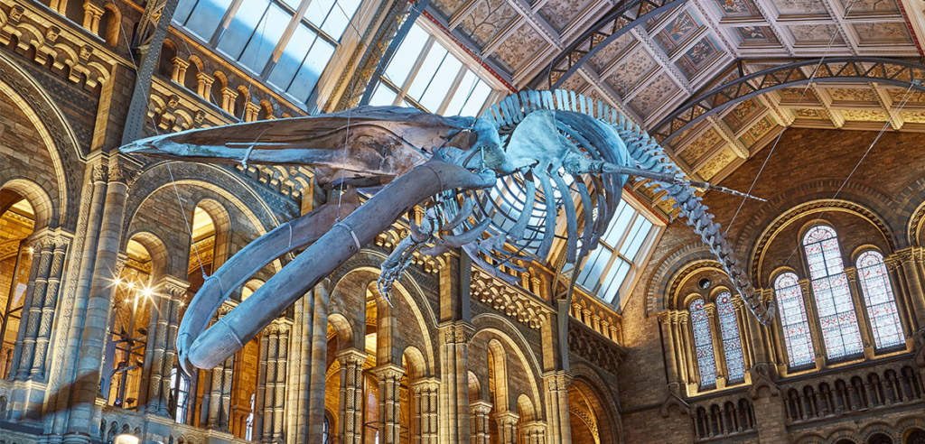 Hope the Whale suspended from the ceiling of Hintze Hall. Photo via the Natural History Museum, London