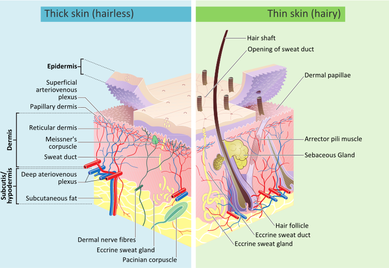 How the skin is constructed, layer by layer. Diagram by Wikimedia Commons contributors Madhero88 and M.Komorniczak