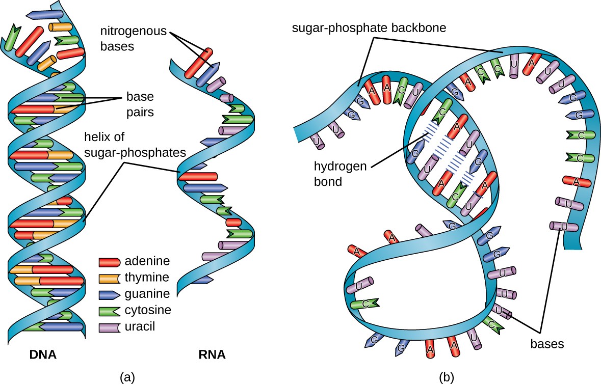 rna sequence