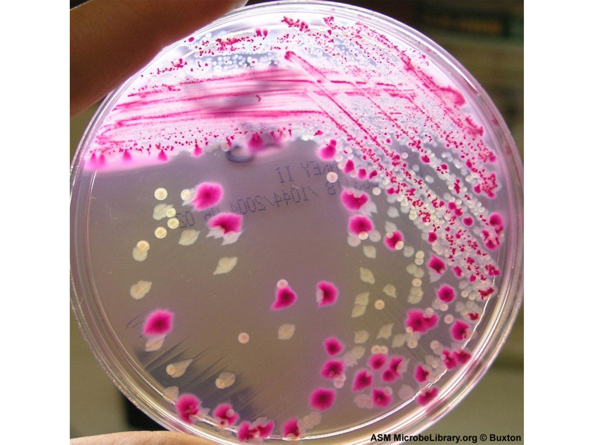 Example of monolayer cells, using e.coli in a petri dish. Photo via ASM Microbe Library