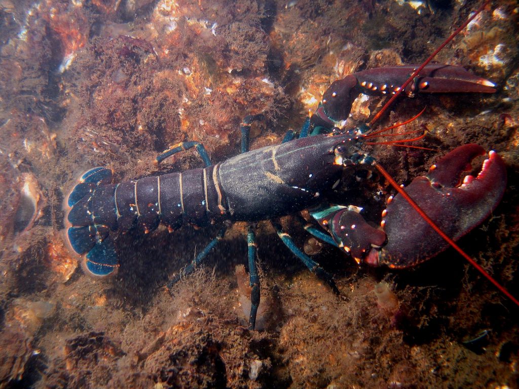 Lobsters inspire recent research at USC Viterbi. Photo of a European lobster by Bart Braun