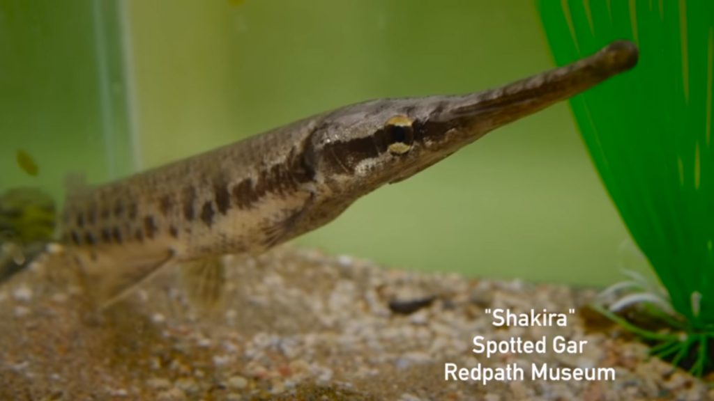 Shakira, a spotted gar fish, swims in a tank at the Redpath Museum, Montreal. Screen grab via McGill University on YouTube