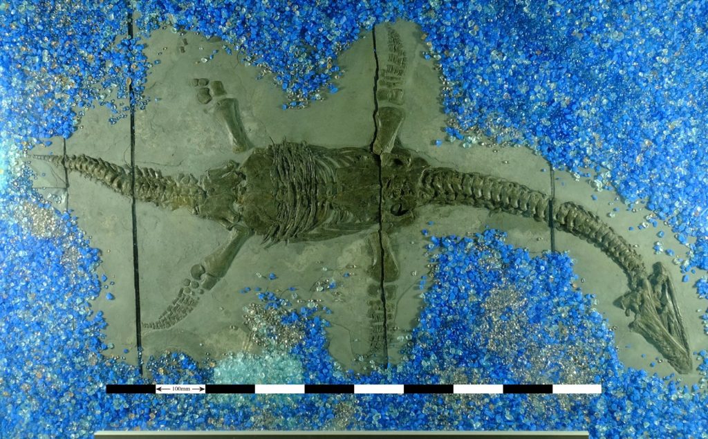 The fossilized skeleton of a plesiosaur. Photo via Luke Muscutt
