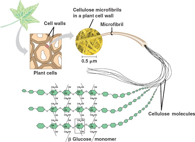 Cellulose is a natural ingredient, but would you necessarily want to eat it? Diagram of the nanocellulose extraction process via bio1151.nicerweb