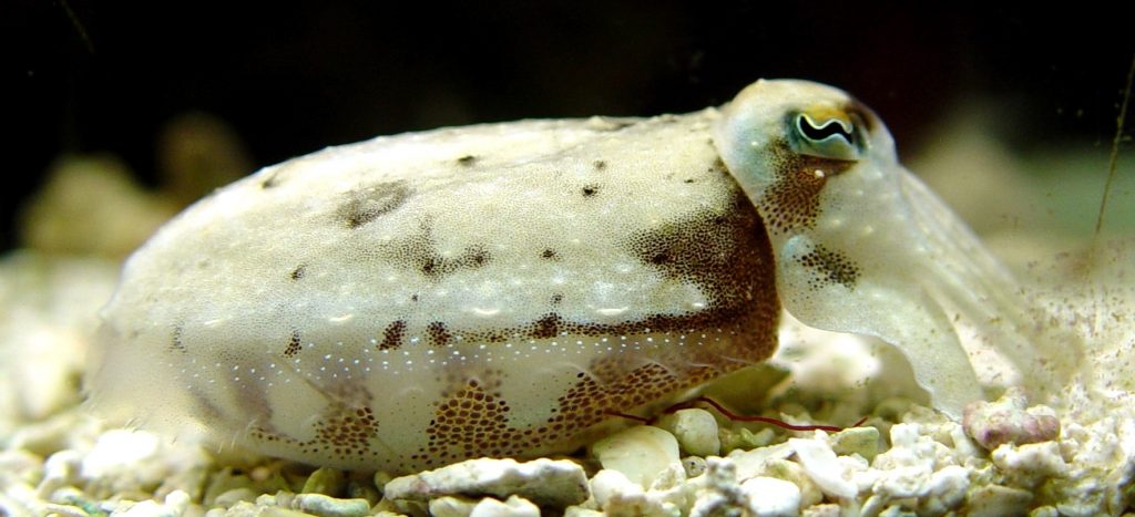 The spots on cuttlefish bodies expand and contract to change color, making them master of disguise. Photo by Jon Bondy