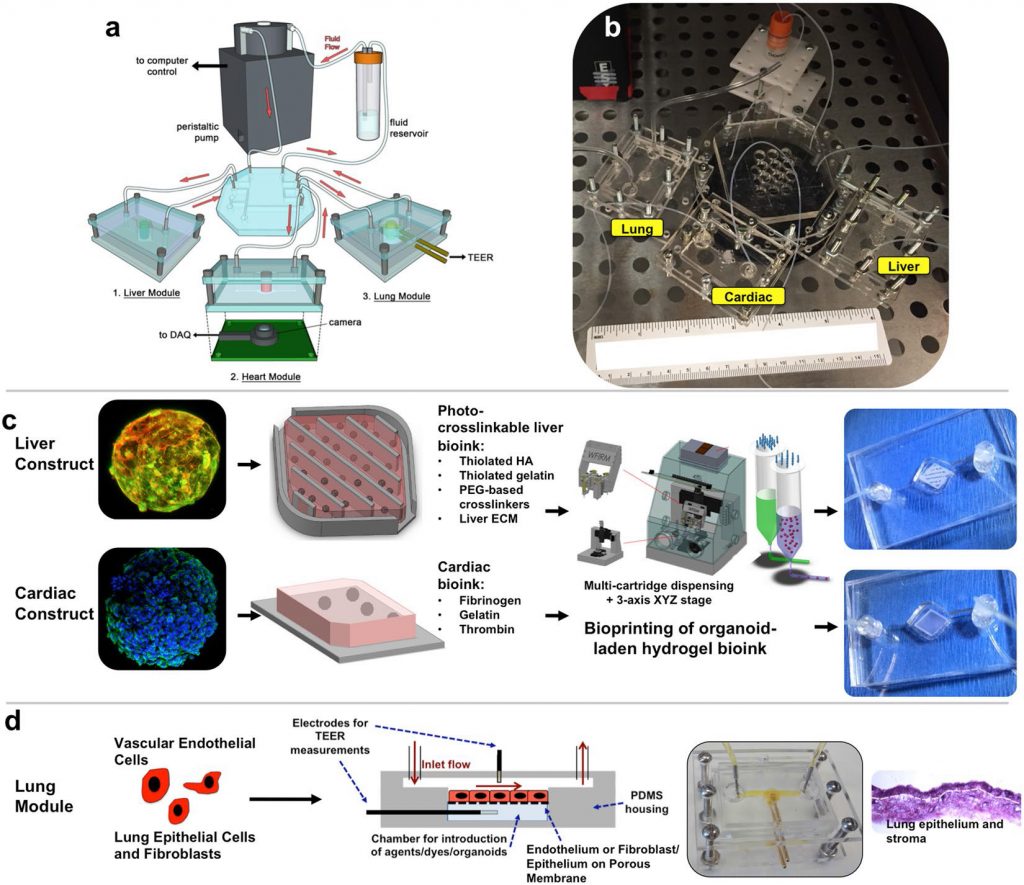 The multi-organ, multi-tissue set up of chips. Image via Scientific Reports