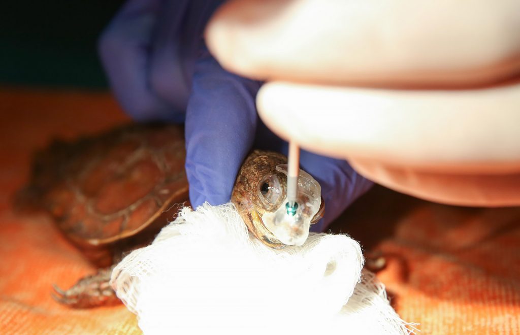 Patches, a 10 year old female Black-breasted leaf turtle is treated by the Tennessee team. The team placed a 3D printed resin plate and screw on the endangered turtle, to cover a hole in her nostril. Photo via Amy Smotherman Burgess