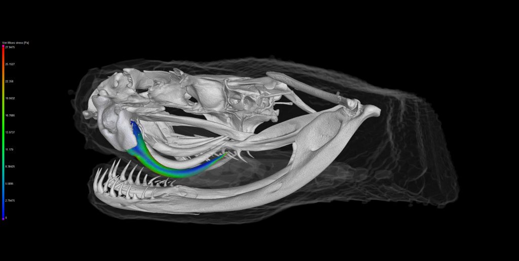 Overt To Scan Over 20000 Vertebrates For Free Download And 3d