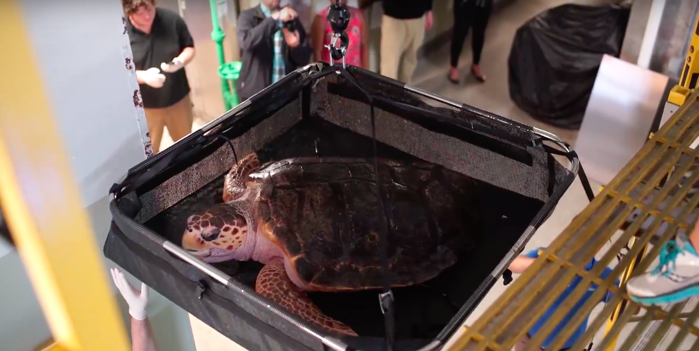 UC San Diego 3D prints world’s first sea turtle brace for rescued ...