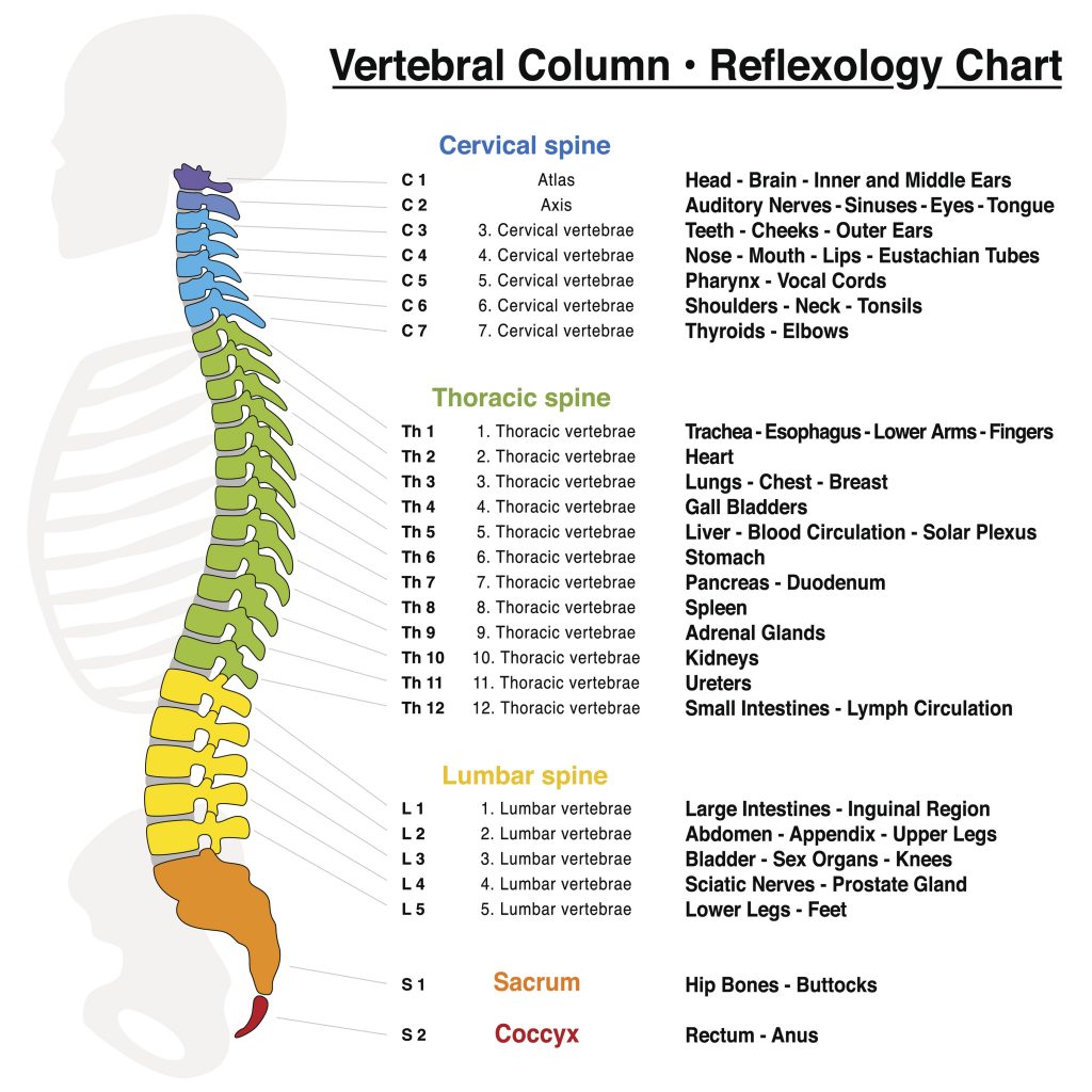 Labels of all the levels of the spine and relative body parts. Image via Shield Healthcare