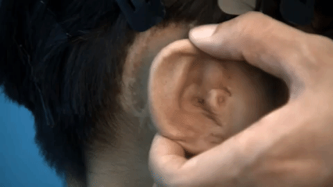 The ear cartilage implanted within the skin and tested for strength and flexibility. GIF by Rushabh Haria.