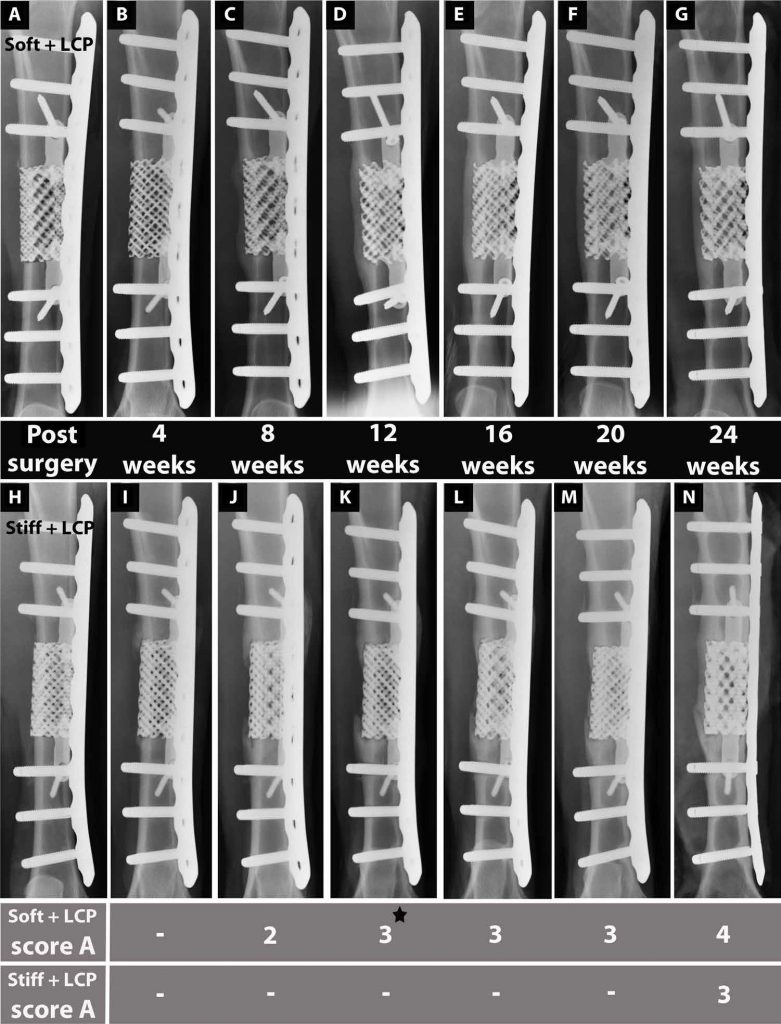 X-rays showing bone ingrowth of titanium-meshes 24 weeks after implant in sheep. Image via Science Translational Medicine
