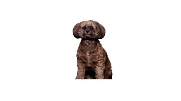 3D model of a Gravity B 3D scanned dog. Image via GravityB