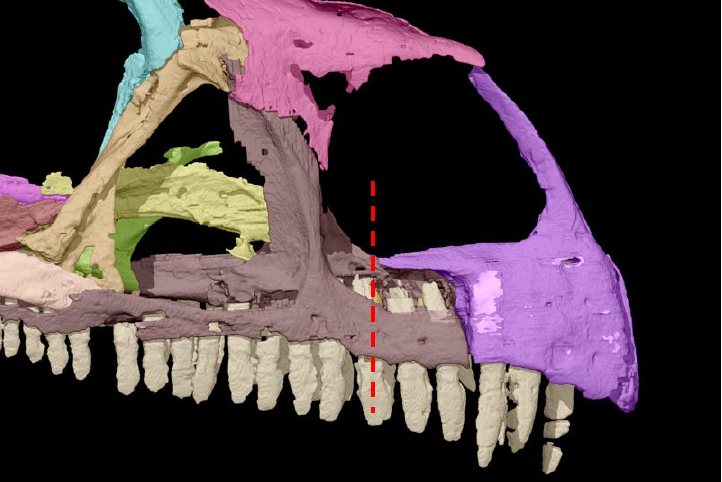 3D reconstruction with colored bones for analysis. Image via Wits University.