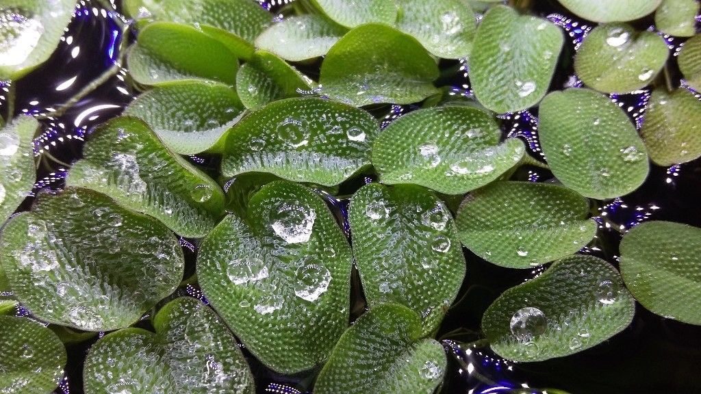 Hydrophobic leaves of the Salvinia plant. Photo via Almanac Charm Lab