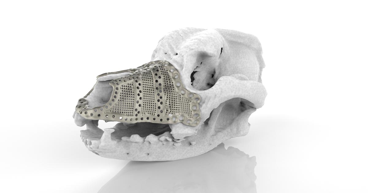 A 3D printed titanium impant replaces lost tissue in the maxilla of a Bernese mountain dog. Photo via Renishaw.