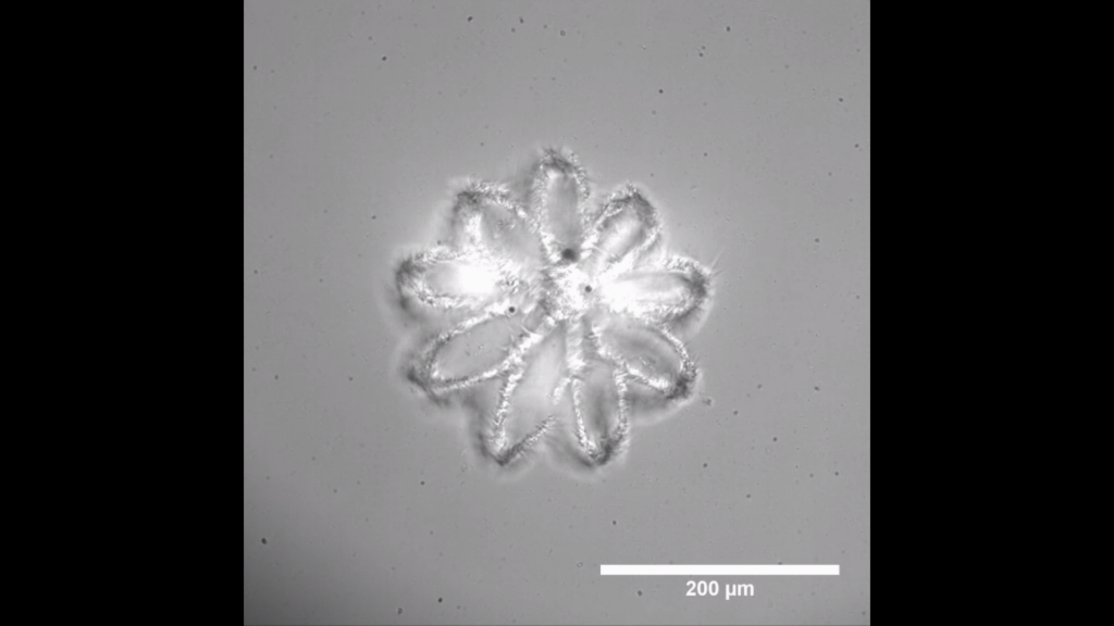 Une structure microscopique imprimée en 3D pour encapsuler des cellules.  Image via Prellis Biologics