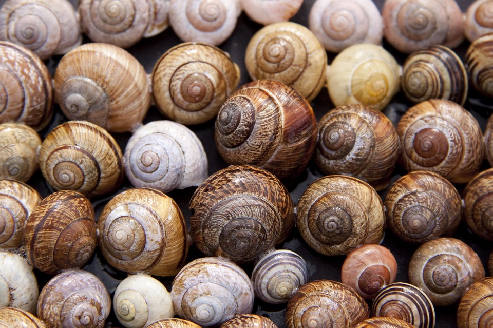 Bernhardt-Barry’s team at the University of Arkansas hope to create a 3D printer material binder from calcium carbonate, the main structural ingredient of snail shells eggs and limestone. Photo via Pixabay