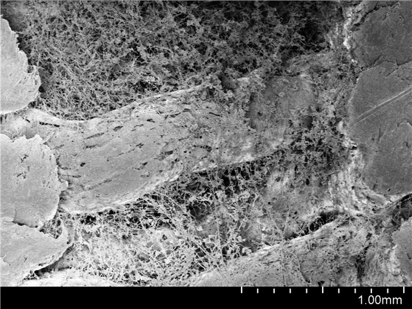 A Scanning Electron Microscope image of cheese mold on GROWLAY. Image via Lay Filaments.