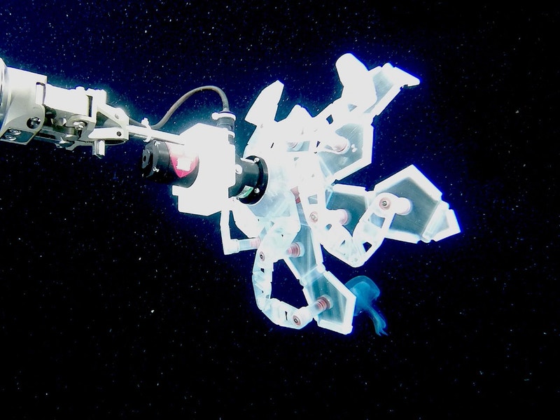 Attached to a ROV, the RAD frees a moon jellyfish after sampling. Photo via Wyss Institute