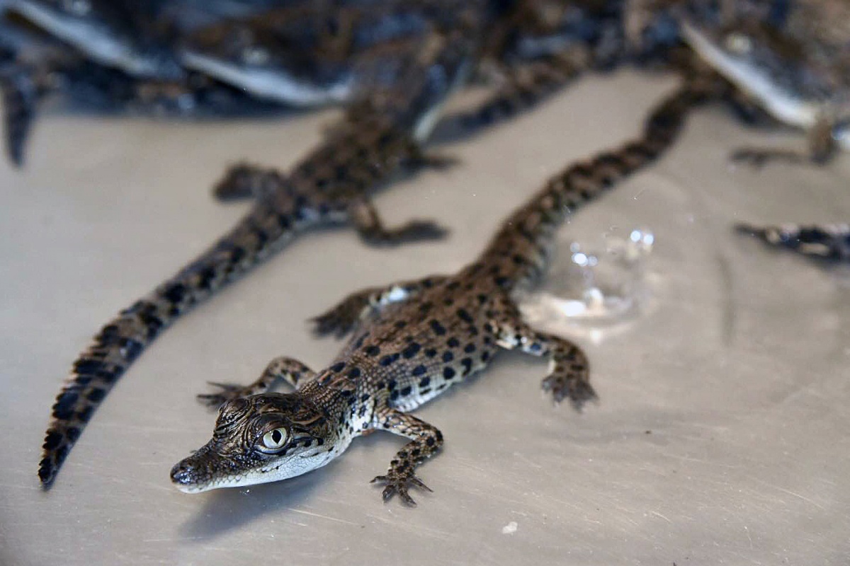 For testing purposes the throat cartilage of young crocodiles was used in the study. Photo via AAP