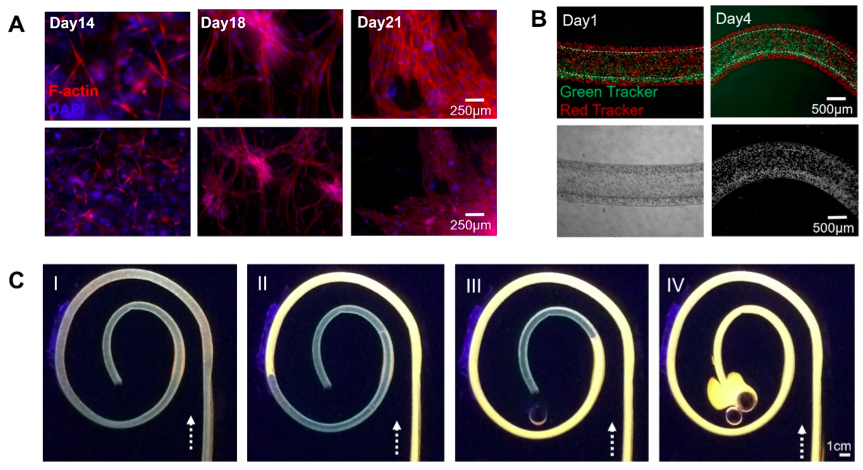 The biocompatibility of BWH's 3D printed tissue. Photo via Advance Materials.