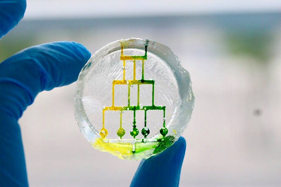 A 3D bioprinted microfluidic chip sample. Photo via Allevi