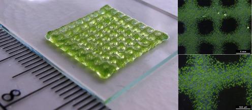 3D bioprinted structure and imaging containing green algae (Chlamydomonas) in a hydrogel. Photo via Anja Lode/TU Dresden.