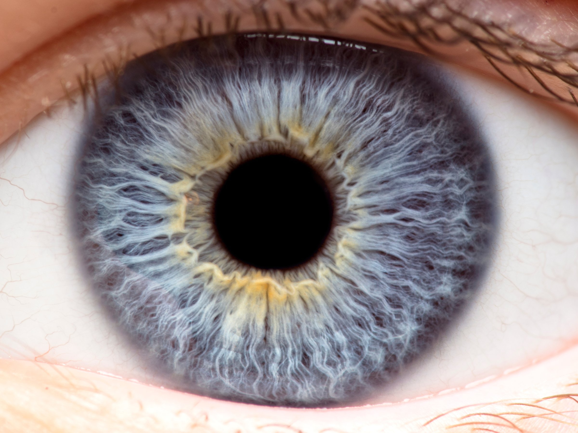 Macro view of the human eye, iris, pupil, eye lashes, eye lids. Photo via Shutterstock.