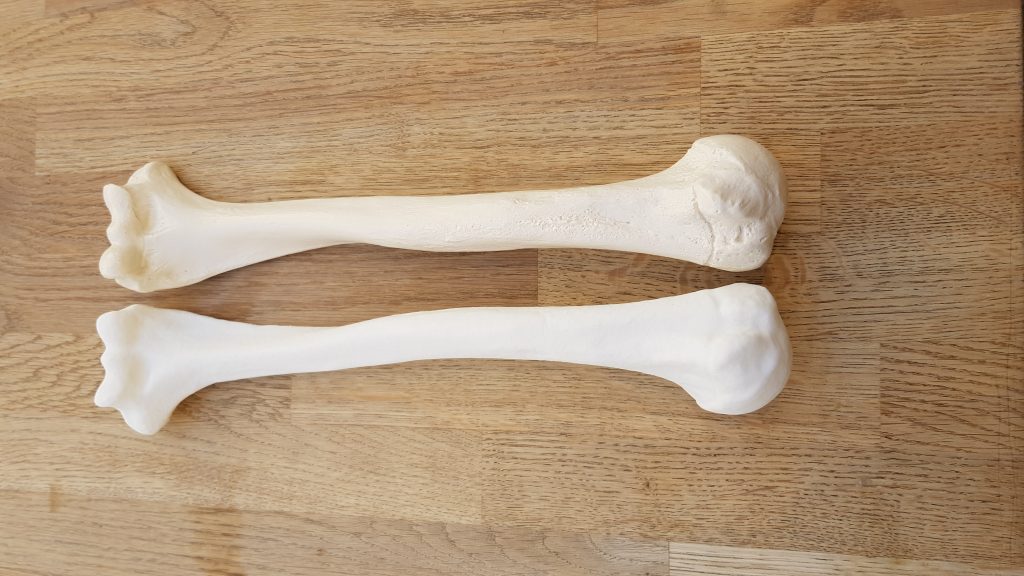 Bone printed on Copymaster 3D 300 and comparision to orginal below.