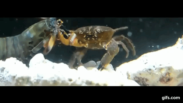 The shattering punch of a mantis shrimp. Clip via Mantisman™ on YouTube