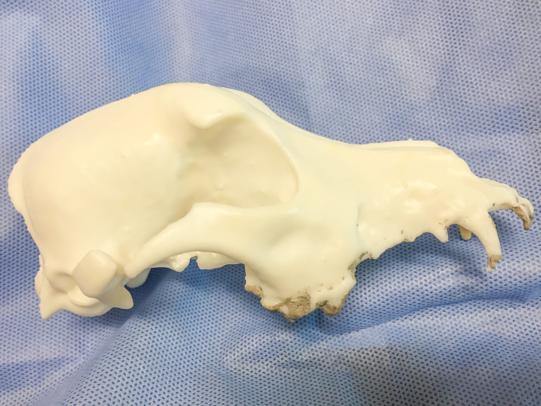 A 3D printed dog skull is being used by LMU-CVM students to practice dental cleaning. Image via Lincoln Memorial University