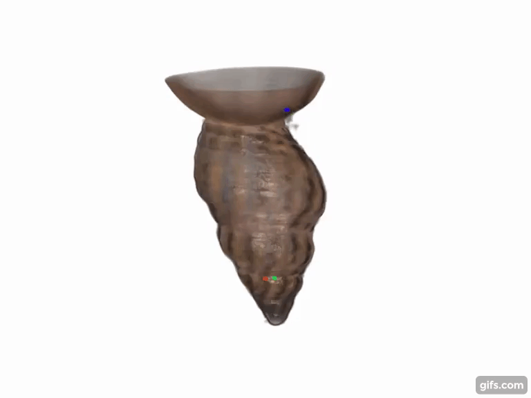 A shell in 3D color created from ALMOST. Clip via VIB-KU Leuven.