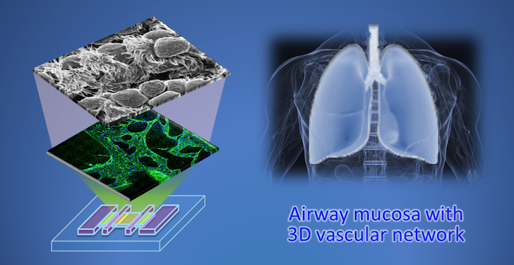 A depiction of the 3D printed airway-on-chip. Image via Ju Young Park/ Seoul National University.