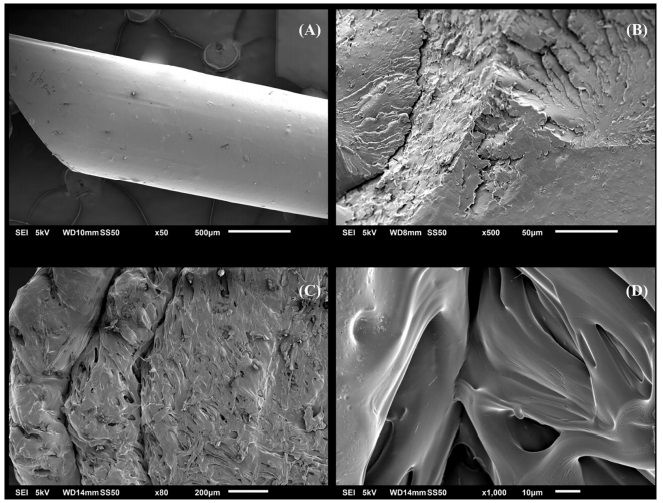 Scanning electron microscopy (SEM) images of Baclofen-loaded filament, (c) and (d) Baclofen Minicaplets. Image via St. John’s University.