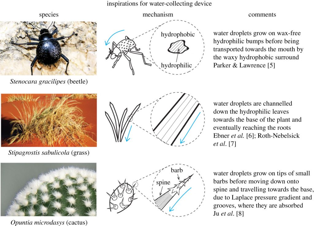 Water collecting devices of desert beetles, cacti and grass. Image via Philosophical Transactions of the Royal Society.