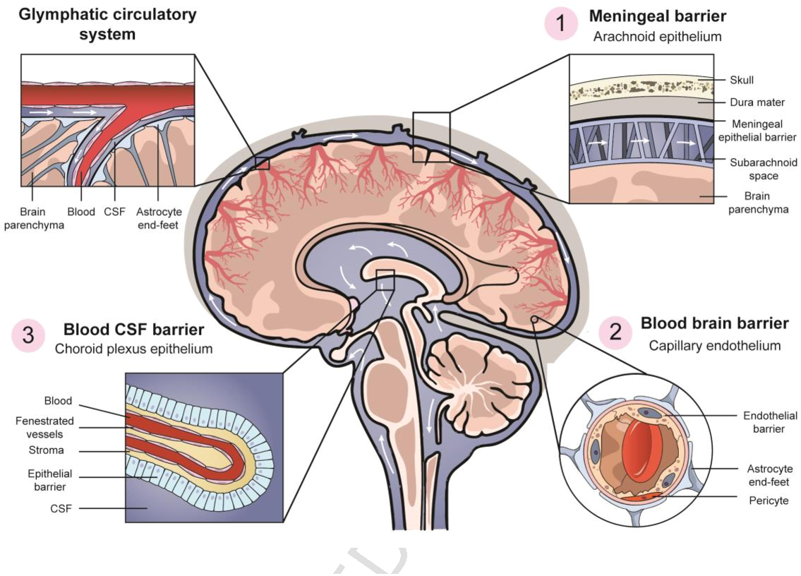 A representation of the blood-brain barrier. Image via Elsevier.