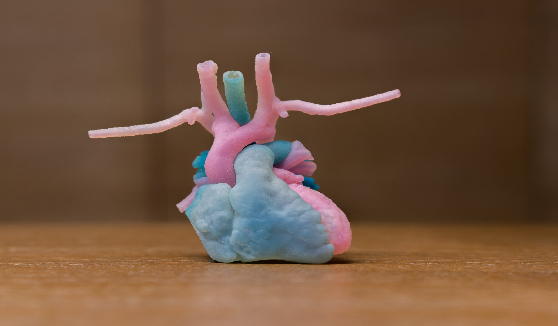 Medical model of a heart from 3DLife. Photo via 3DLife.