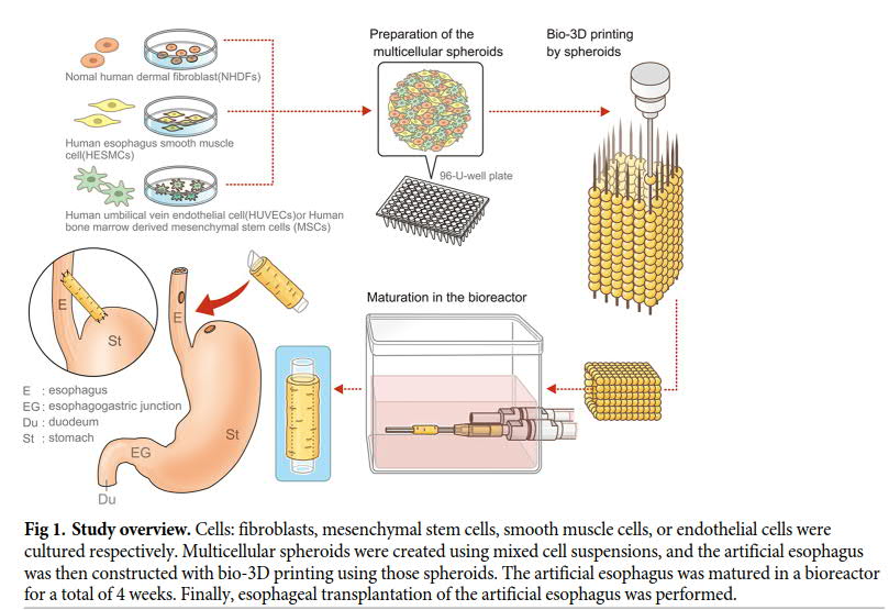 Japanese researchers use scaffold-free 3D bioprinted tissues regenerative medicine - 3D Printing Industry
