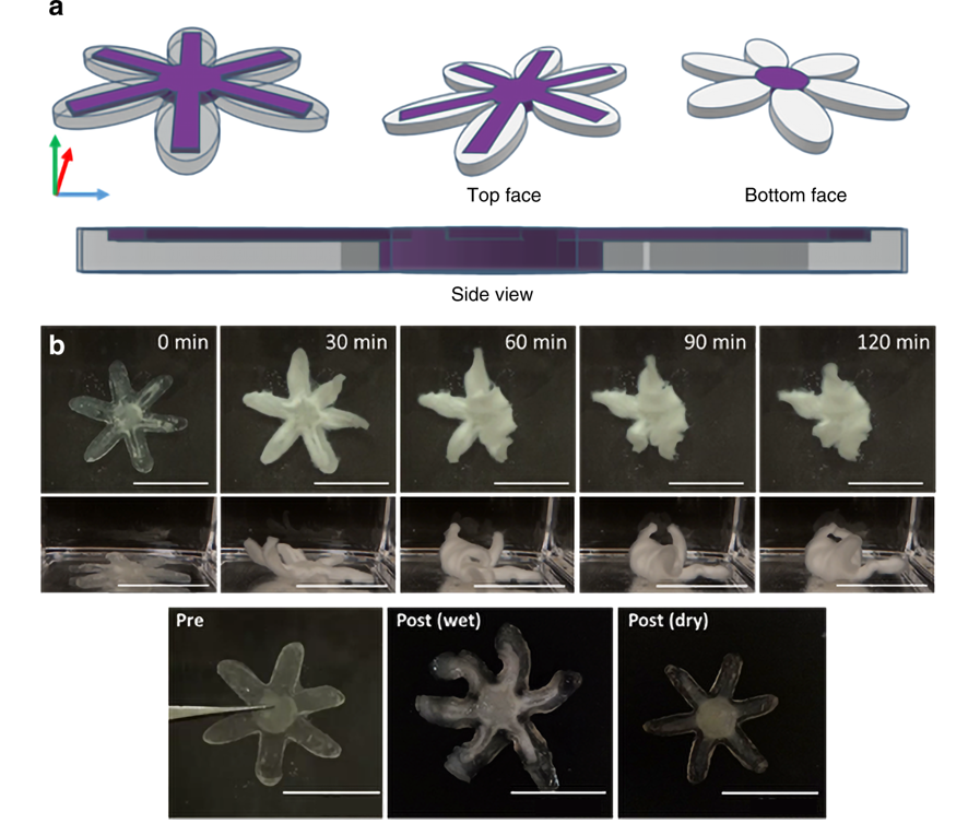 Time-lapse photos of swelling induced actuation of 3D printed sea stars. a) CAD models of multimaterial sea star. b) Swelling results of a sea star in water printed. Image via University of Wisconsin-Madison.
