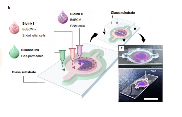 B) Schematic illustration of the process for 3D printing the GBM-on-a-chip with various bioinks. C) Photographs of a mock GBM-on-a-chip. Image via SNUH/POSTECH.
