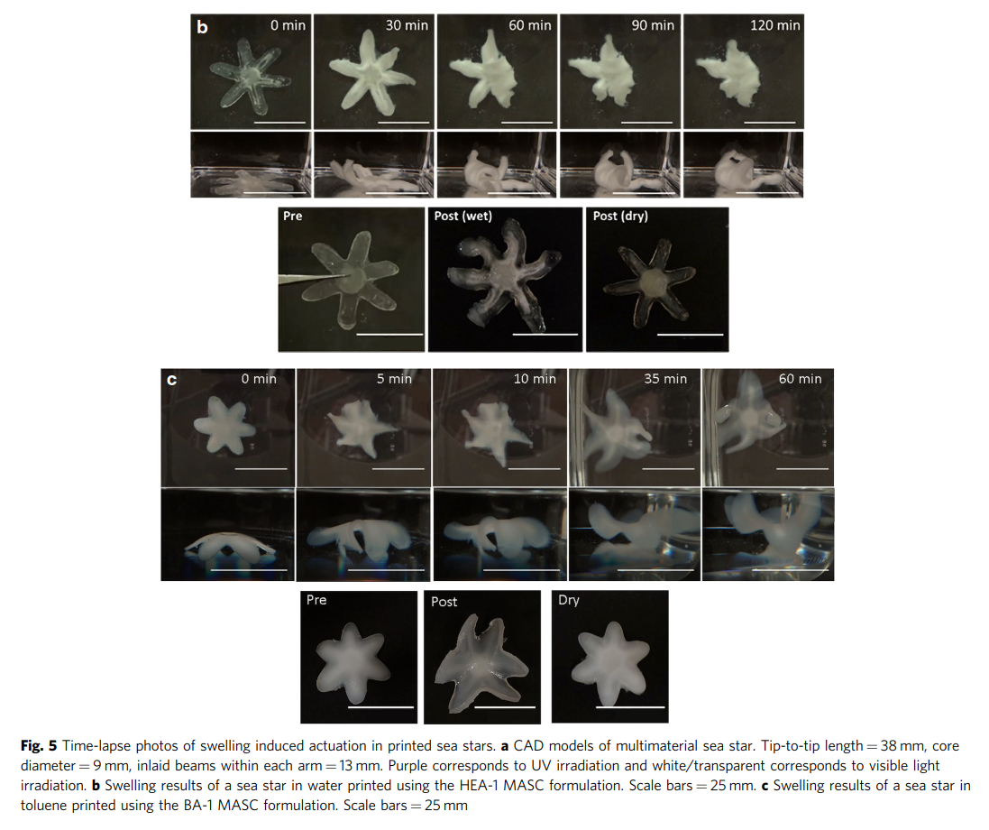 Multi-material DLP printed objects capable of changing shape. Image via Nature Communications.