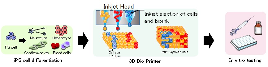 Illustration of the cell differentiation, 3D bioprinting and drug discovery process. Image via Ricoh