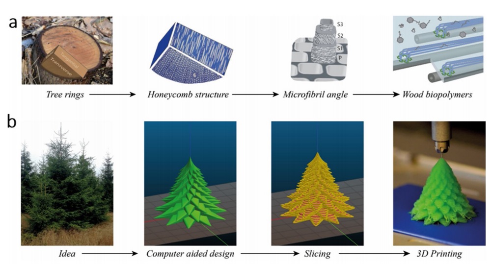 Hierarchical structure of wood from the ring structure to the wood biopolymers (cellulose, hemicellulose and lignin) present in the cell wall. (b) 3D printing process from idea to printed object by computer aided design and slicing into layers for computer aided manufacturing. Image via Chalmers University of Technology.