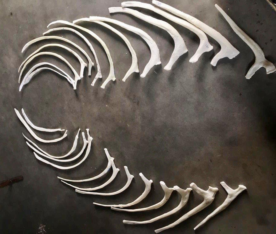 The 26 3D printed ribs of the Triceratops. Photo via Naturalis.