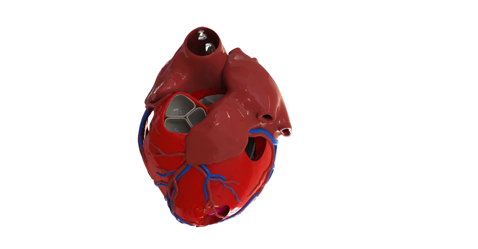 A 3D printed anatomical heart model. Photo via AdventHealth Nicholson Center.