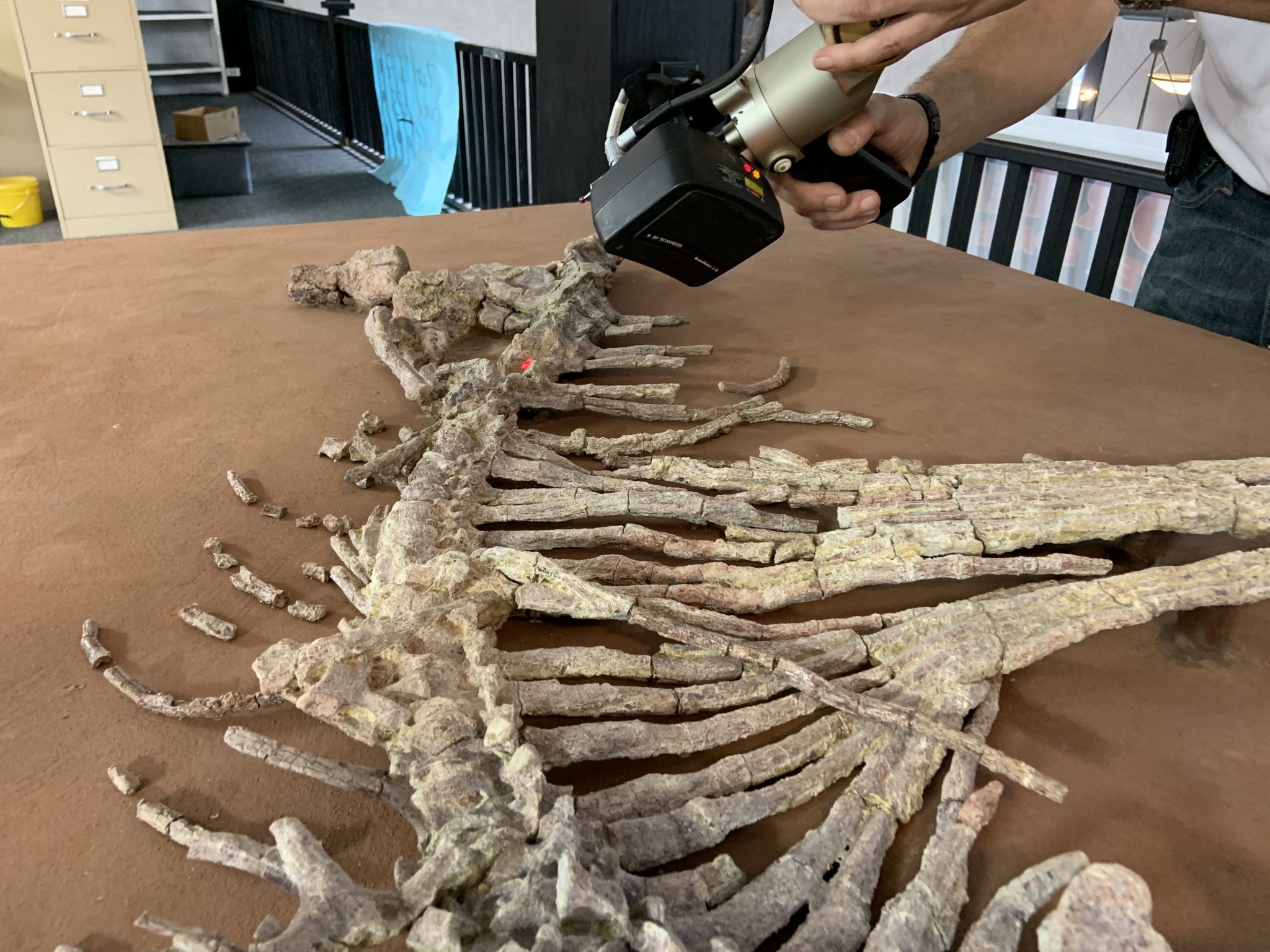 NVison's non-contact HandHeld scanner is ideal for capturing the geometry of fragile objects, such as the nearly 300-million-year-old Dimetrodon skeleton. Photo via NVision.