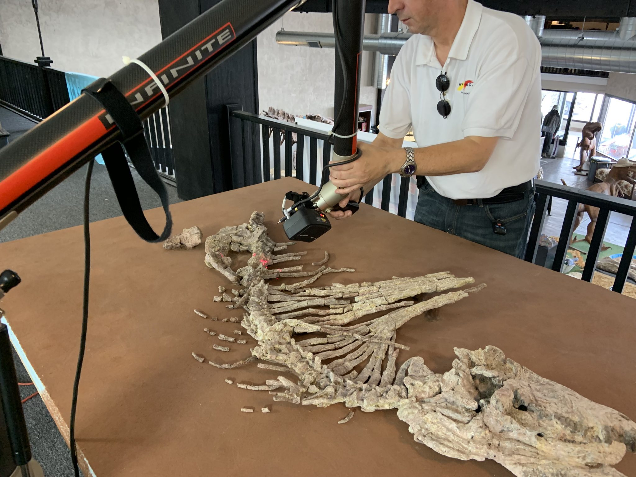 An NVision technician scans the Dimetrodon limbatus skeleton. Note the creature's elongated back spines, which face the technician. Photo via NVision.