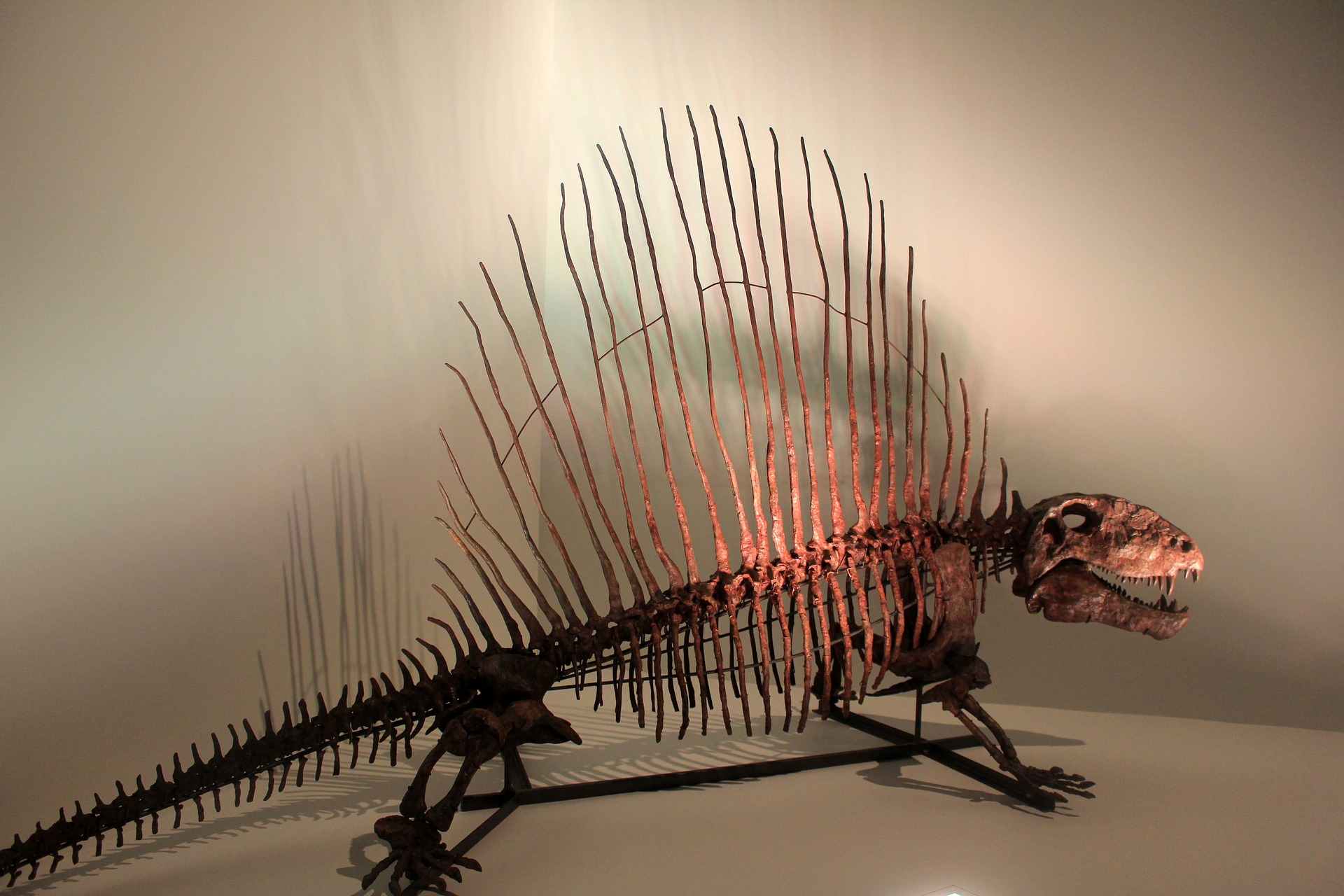 Dimetrodon skeleton. Image via Yinan Chen on Pixabay.